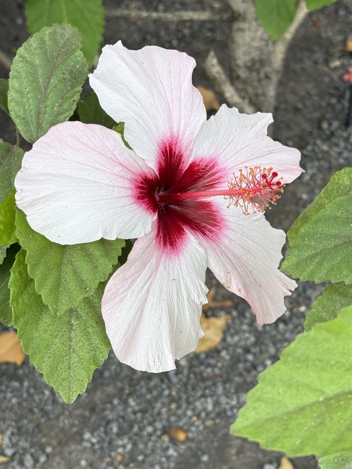 Hibiskusblüte