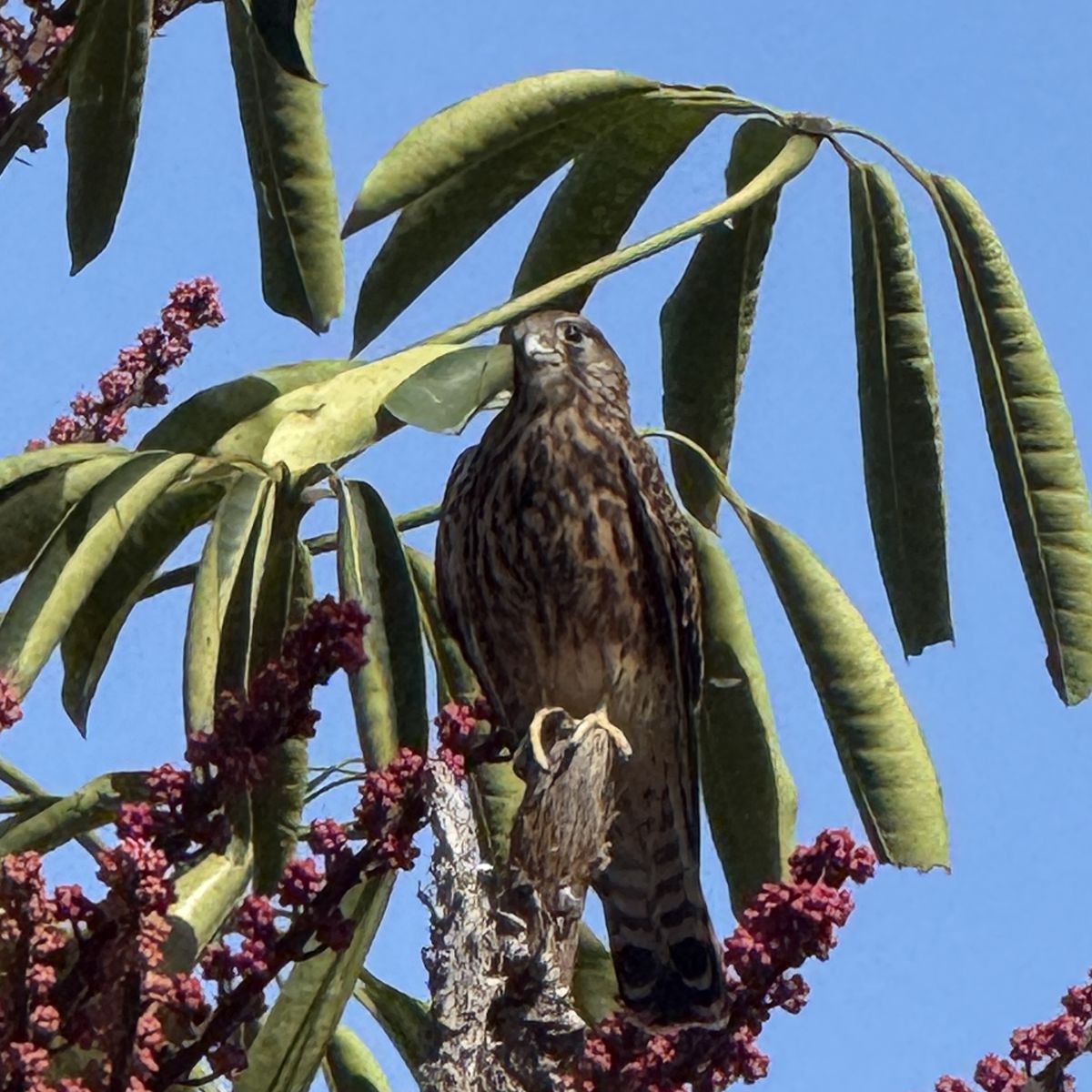Turmfalke im Baum