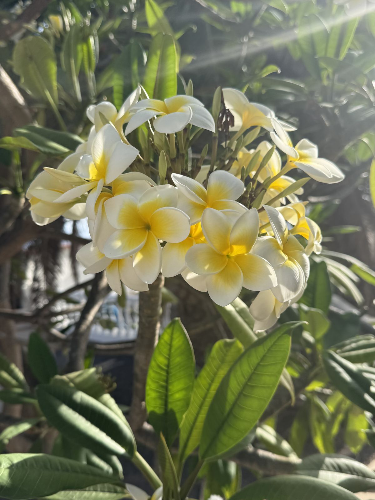 Plumeria-Blüten