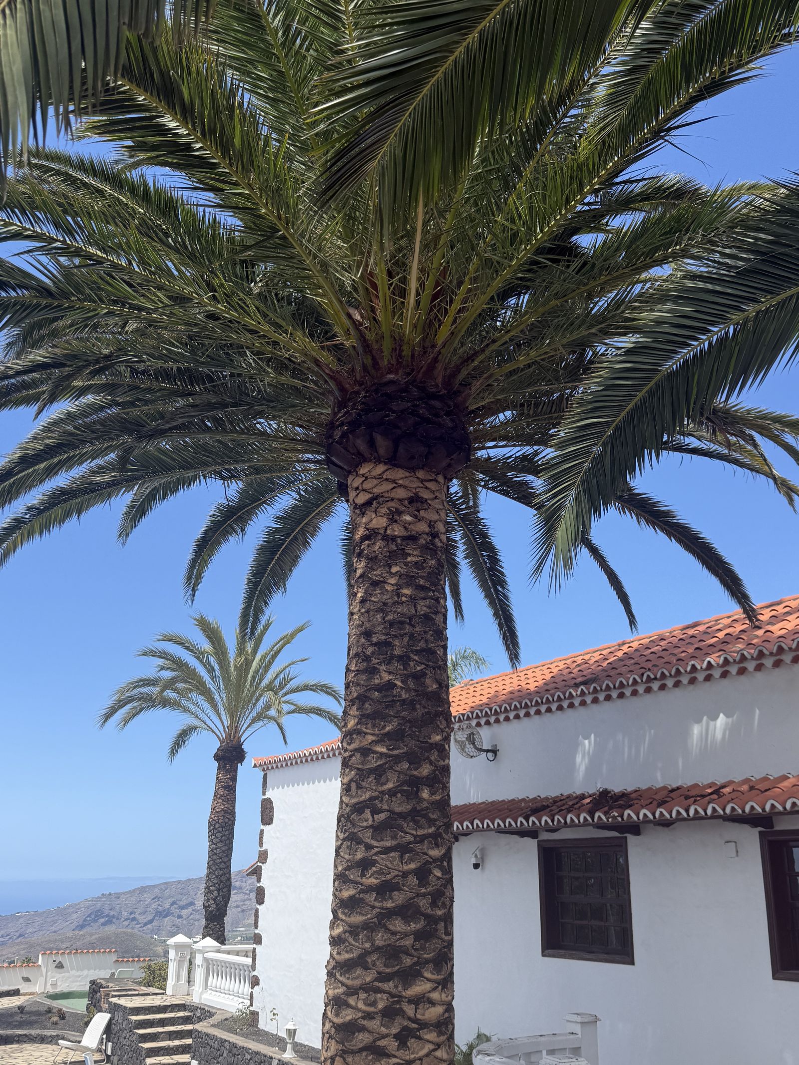Kanarische Palme vor dem Haupthaus mit Pool